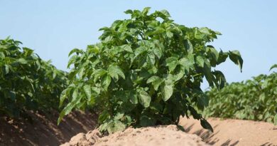 Get cover against seed-borne diseases in potatoes