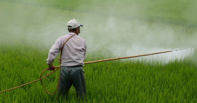 High court judge turns down bail plea of two accused of manufacturing pesticide illegally