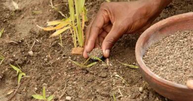 ICRISAT finds ways to enhance soil carbon by 300%