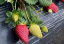 Pride in producing prime strawberries