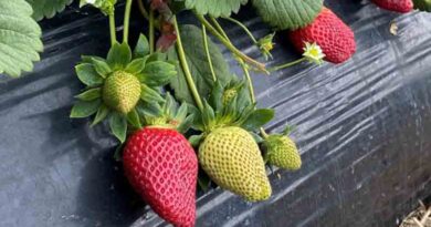 Pride in producing prime strawberries