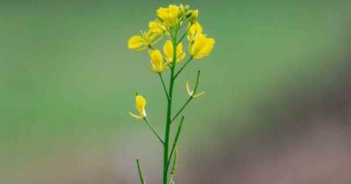 NSC's mustard seed sale banned in Shivpuri district of Madhya Pradesh