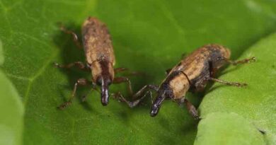 ‘Wonder weevils’ released in Yorkshire waterways in fight against invasive floating pennywort
