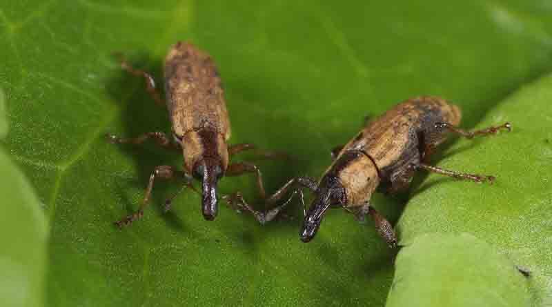 ‘Wonder weevils’ released in Yorkshire waterways in fight against invasive floating pennywort