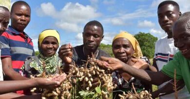 Groundnut ESA crop improvement network sets regional and country level priorities