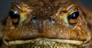 Deadly cane toads make their mark on Australian wildlife and habitats