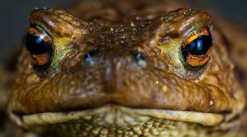Deadly cane toads make their mark on Australian wildlife and habitats