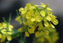 Does GM Mustard variety DMH 11 has a higher yield potential?