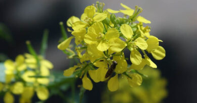 Does GM Mustard variety DMH 11 has a higher yield potential?