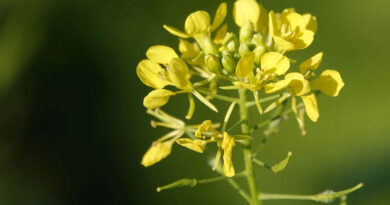Controversy on Genetically Modified (GM) mustard variety DMH 11; Director General ICAR issues statement