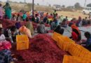 FPO from Madhya Pradesh exports its first Red Chilli consignment to Europe