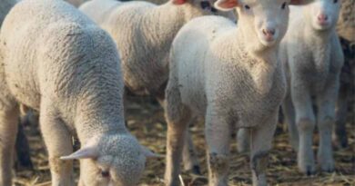 How you can minimise the risk of acidosis in feedlot lambs
