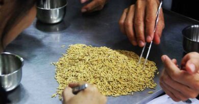 Seed Equal launches in Mekong Delta with climate-resilient rice seed production workshop