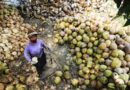 New information portal launched to help in fight against pests and diseases of coconut