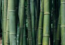 Advisory group formed for boosting the Bamboo sector development