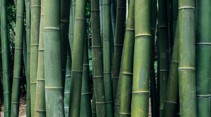 Advisory group formed for boosting the Bamboo sector development