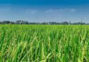 High-yielding short-duration Basmati rice varieties