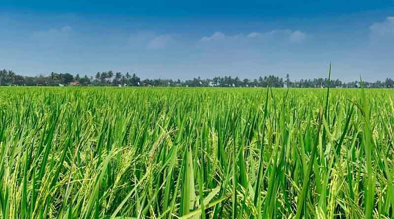 High-yielding short-duration Basmati rice varieties