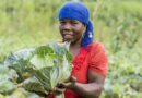 Plans for digital plant health service in Malawi will benefit over 100,000 smallholder farmers