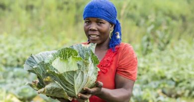Plans for digital plant health service in Malawi will benefit over 100,000 smallholder farmers