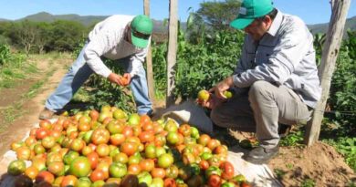 Tackling the tomato pest, Tuta absoluta, with natural pesticide alternatives in the Americas