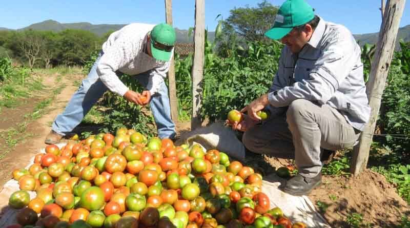 Tackling the tomato pest, Tuta absoluta, with natural pesticide alternatives in the Americas