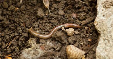 Jumping worms unearth problems for forest ecosystems