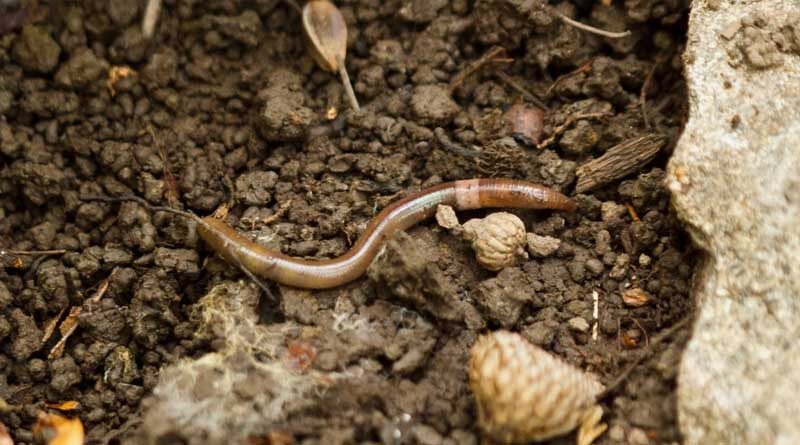 Jumping worms unearth problems for forest ecosystems