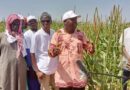 Improved climate-smart millet and legumes for Senegal