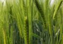 A trio of Syngenta barley varieties added to the new AHDB Recommended Lists