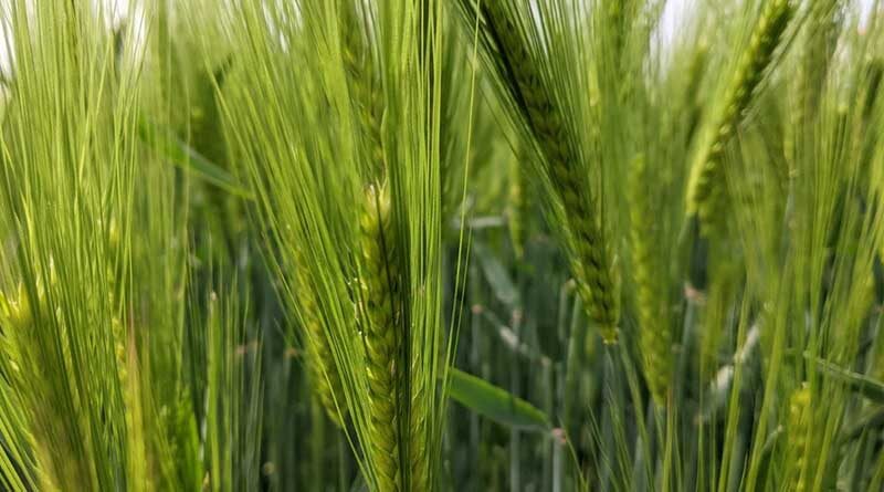 A trio of Syngenta barley varieties added to the new AHDB Recommended Lists