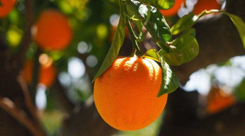 'Kolshi' continues to affect Vidarbha's Orange crop cultivation (Citrus Black Fly)