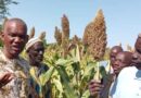 Farmer field days create demand for new millet and legume seeds in Mali