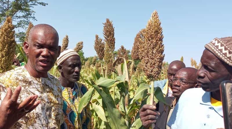 Farmer field days create demand for new millet and legume seeds in Mali