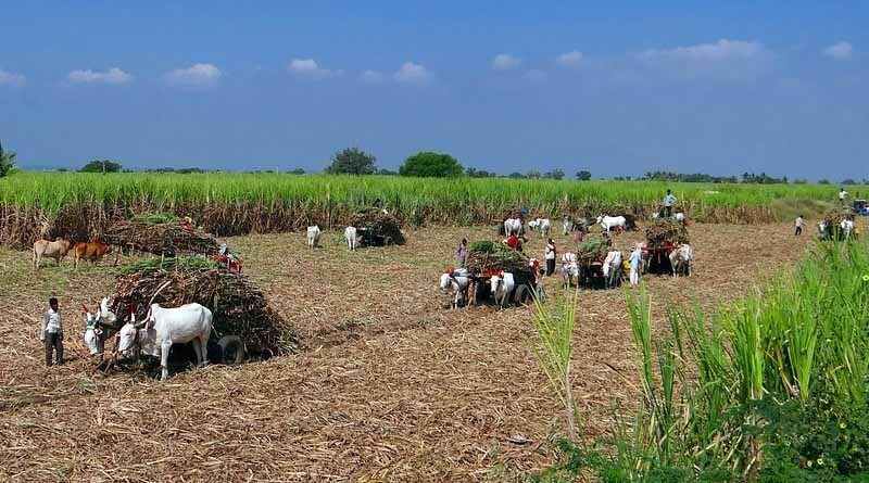 Total arable land in India reduced by 176 thousand hectares in 2018-19