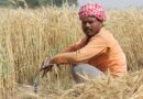 What is the absolute increase in Minimum Support Prices of Rabi Crops