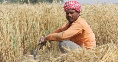 What is the absolute increase in Minimum Support Prices of Rabi Crops