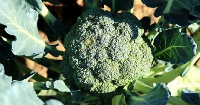 Bengal farmers preferring to grow Broccoli instead of traditional Cauliflower