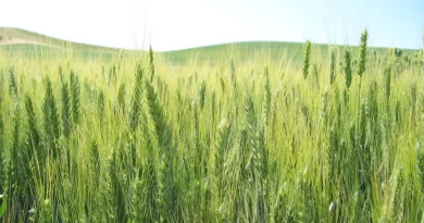 Heat-Resistant Variety of Wheat DBW187 and DBW222