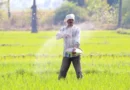 China to expand use of organic fertilizers