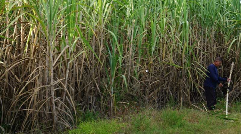 Amid protests, Haryana govt retains last year’s sugarcane SAP