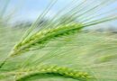 Wheat acreages exceed by 9.65 lakh hectares