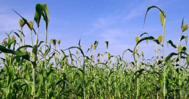 Climate and Soil requirement for Cultivating Sorghum in Kharif