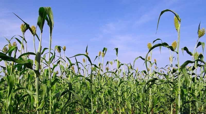 Climate and Soil requirement for Cultivating Sorghum in Kharif