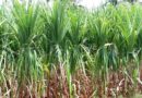 Indian sugar exporters almost exhaust shipments quota