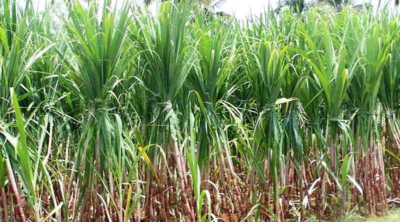 India produces record over 5,000 lakh metric tons of sugarcane in sugar season 2021-22