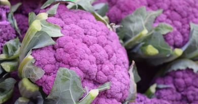 Yellow and purple cauliflower showcased at the Indo-Israel Center of Excellence for Vegetables