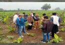Team from Centre visits banana fields in Madhya Pradesh infected by CMV