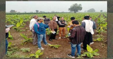 Team from Centre visits banana fields in Madhya Pradesh infected by CMV