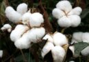 Punjab forms committee to resolve issues raised by Punjab Cotton Growers and Ginner's Association